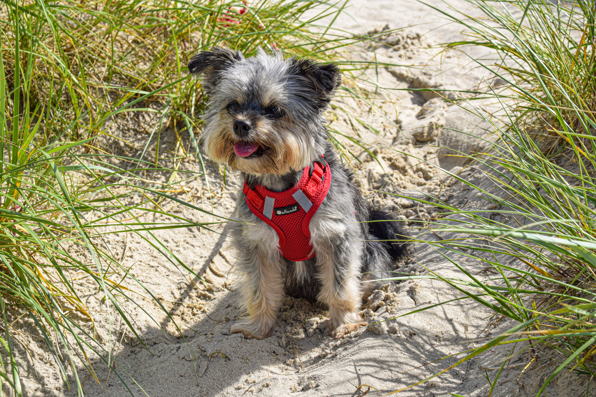 Isabels Hund 3